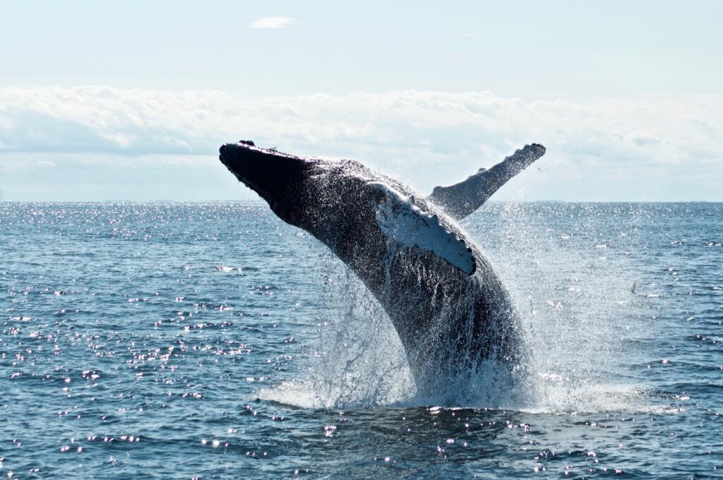 todd cravens QnBrjY nFUs unsplash 2