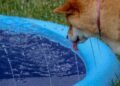 Dogecoin May Plunge Before Skyrocketing 400%—Analyst Dogecoin May Plunge Before Skyrocketing 400%—Analyst