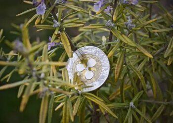 XRP Gears Up For Breakout, But Bearish Divergence Clouds Outlook