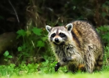 I tested Sora’s new ‘Character Cameo’ feature, and it was borderline disturbing