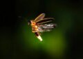 Don’t know Photoshop? Adobe’s new AI tool can do image edits for you now – just ask Don’t know Photoshop? Adobe’s new AI tool can do image edits for you now – just ask