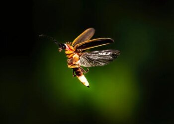 Don’t know Photoshop? Adobe’s new AI tool can do image edits for you now – just ask