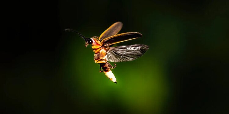 Don’t know Photoshop? Adobe’s new AI tool can do image edits for you now – just ask