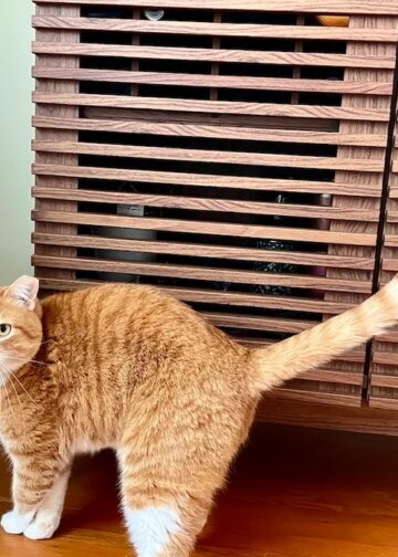 This air purifier is a must for pet parents, and it's up to $70 off for Presidents' Day